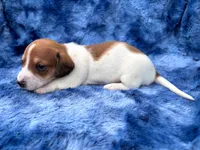 AKC- Mr. Dunkin’, a male Miniature Dachshund for sale in Milford, VA – 7 of 10