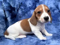 AKC- Mr. Dunkin’ (verbal hold), a male Miniature Dachshund for sale in Milford, VA – 6 of 10