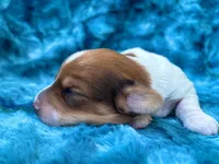 AKC - Teddy Graham, a female Miniature Dachshund for sale in Milford, VA – 6 of 10