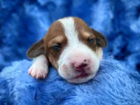 AKC- Dunkin’, a male Miniature Dachshund for sale in Milford, VA – 2 of 9