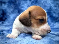 AKC- Mr. Dunkin’, a male Miniature Dachshund for sale in Milford, VA – 4 of 10