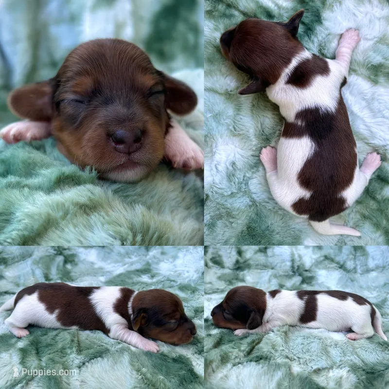 AKC- Coco Puff – Miniature Dachshund puppy for sale in Milford, VA