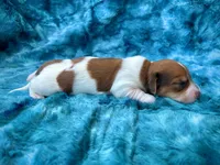 AKC - Teddy Graham, a female Miniature Dachshund for sale in Milford, VA – 8 of 10