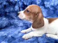 AKC- Mr. Dunkin’ (verbal hold), a male Miniature Dachshund for sale in Milford, VA – 8 of 10