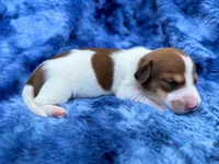 AKC- Dunkin’, a male Miniature Dachshund for sale in Milford, VA – 9 of 9