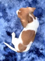 AKC- Mr. Dunkin’ (verbal hold), a male Miniature Dachshund for sale in Milford, VA – 9 of 10