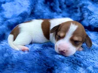 AKC- Dunkin’, a male Miniature Dachshund for sale in Milford, VA – 3 of 9
