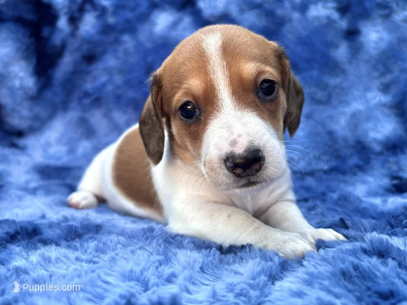 AKC- Mr. Dunkin’ – Miniature Dachshund puppy for sale in Milford, VA