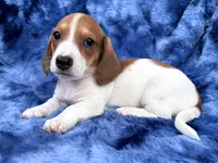 AKC- Mr. Dunkin’ (verbal hold), a male Miniature Dachshund for sale in Milford, VA – 5 of 10