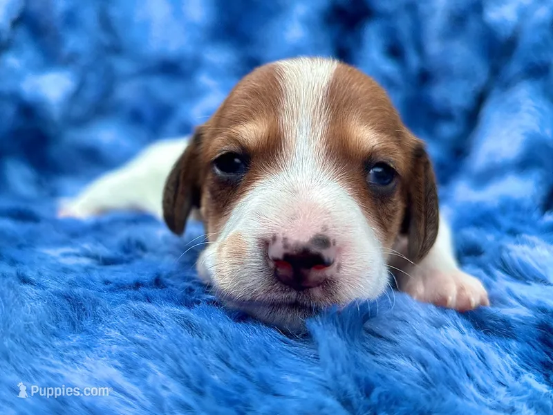 AKC- Dunkin’ – Miniature Dachshund puppy for sale in Milford, VA