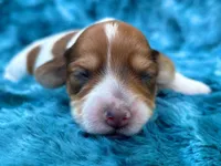 AKC - Teddy Graham, a female Miniature Dachshund for sale in Milford, VA – 3 of 10