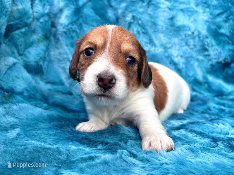AKC - Miss Teddy Graham – Miniature Dachshund puppy for sale in Milford, VA
