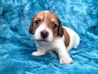 AKC - Miss Teddy Graham, a female Miniature Dachshund for sale in Milford, VA – 1 of 10