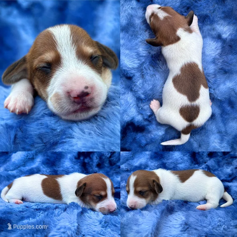 AKC- Dunkin’ – Miniature Dachshund puppy for sale in Milford, VA
