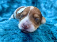 AKC - Teddy Graham, a female Miniature Dachshund for sale in Milford, VA – 9 of 10