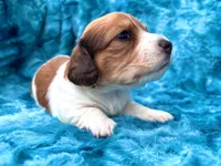 AKC - Miss Teddy Graham, a female Miniature Dachshund for sale in Milford, VA – 2 of 10