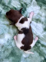 AKC- Coco Puff, a male Miniature Dachshund for sale in Milford, VA – 6 of 8