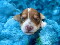 AKC - Teddy Graham, a female Miniature Dachshund for sale in Milford, VA – 7 of 10