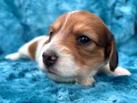 AKC - Miss Teddy Graham, a female Miniature Dachshund for sale in Milford, VA – 3 of 10