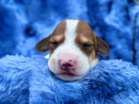AKC- Dunkin’, a male Miniature Dachshund for sale in Milford, VA – 5 of 9