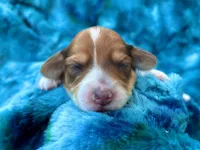 AKC - Teddy Graham, a female Miniature Dachshund for sale in Milford, VA – 5 of 10