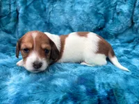 AKC - Miss Teddy Graham, a female Miniature Dachshund for sale in Milford, VA – 4 of 10