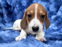 AKC- Mr. Dunkin’ (verbal hold), a male Miniature Dachshund for sale in Milford, VA – 4 of 10