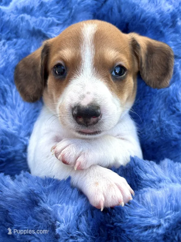 AKC- Mr. Dunkin’ – Miniature Dachshund puppy for sale in Milford, VA