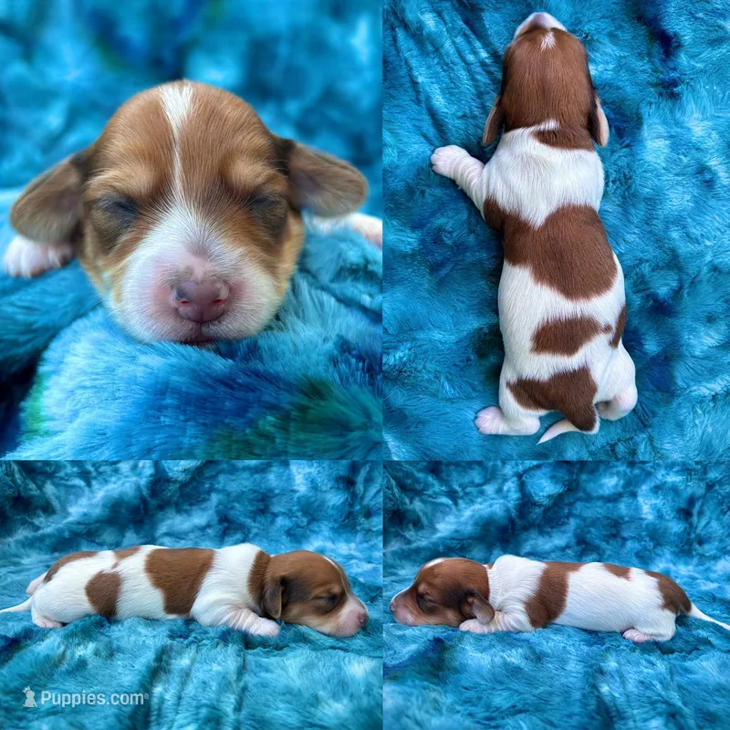 Teddy Graham – Miniature Dachshund puppy for sale in Milford, VA