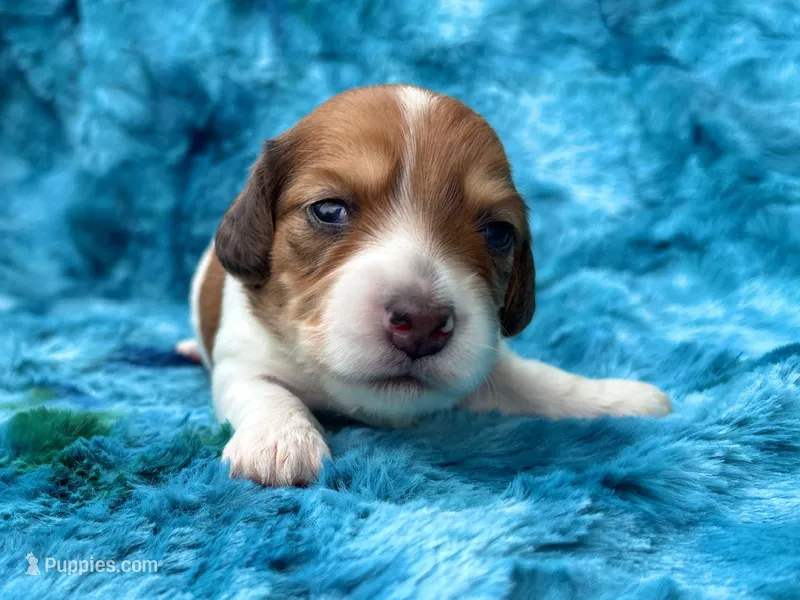 AKC - Teddy Graham – Miniature Dachshund puppy for sale in Milford, VA
