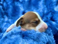 AKC- Dunkin’, a male Miniature Dachshund for sale in Milford, VA – 6 of 9