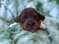 AKC- Coco Puff, a male Miniature Dachshund for sale in Milford, VA – 4 of 8