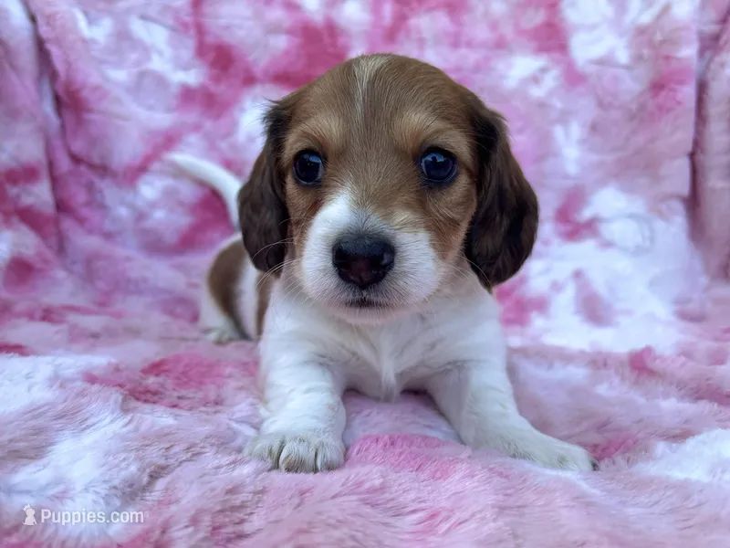 AKC - Miss Teddy Graham – Miniature Dachshund puppy for sale in Milford, VA