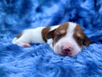 AKC- Dunkin’, a male Miniature Dachshund for sale in Milford, VA – 4 of 9