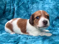 AKC - Miss Teddy Graham, a female Miniature Dachshund for sale in Milford, VA – 5 of 10