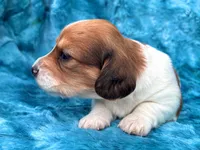 AKC - Miss Teddy Graham, a female Miniature Dachshund for sale in Milford, VA – 9 of 10