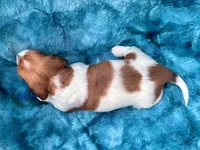 AKC - Miss Teddy Graham, a female Miniature Dachshund for sale in Milford, VA – 6 of 10