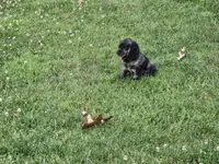 Ruger, a male Cockalier for sale in Lebanon, PA – 4 of 10