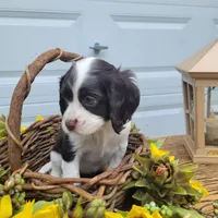 Kisses, a female Cockalier for sale in Lebanon, PA – 4 of 9