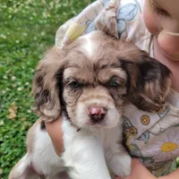Rosie, a female Cockalier for sale in Lebanon, PA – 4 of 10