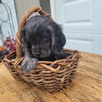 Ruger, a male Cockalier for sale in Lebanon, PA – 9 of 10