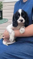 Skippy, a female Cockalier for sale in Lebanon, PA – 2 of 10