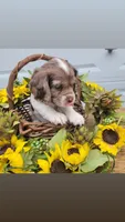 Rosie, a female Cockalier for sale in Lebanon, PA – 7 of 10