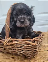 Ruger, a male Cockalier for sale in Lebanon, PA – 7 of 10