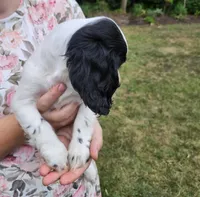 Skippy, a female Cockalier for sale in Lebanon, PA – 4 of 10