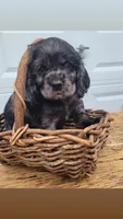Ruger, a male Cockalier for sale in Lebanon, PA – 6 of 10