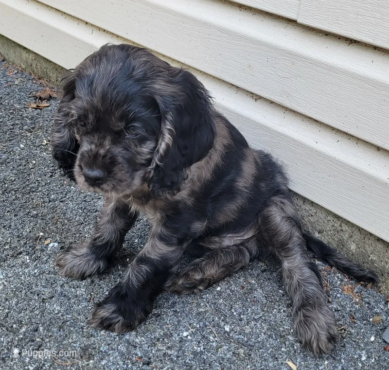 Ruger – Cockalier puppy for sale in Lebanon, PA