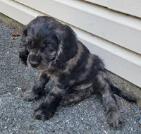 Ruger, a male Cockalier for sale in Lebanon, PA – 1 of 10