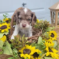 Rosie, a female Cockalier for sale in Lebanon, PA – 8 of 10