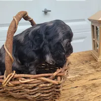 Ruger, a male Cockalier for sale in Lebanon, PA – 8 of 10